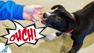 Use These Tips To Stop Your Puppy From Biting Your Hands [upl. by Maje153]