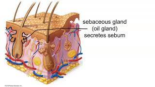 Structure of the Dermis [upl. by Erine]