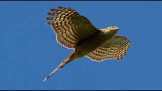 Sparrowhawk Bird Call Bird Song [upl. by Jillane]