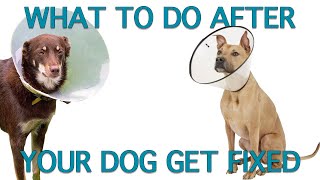 How To Care For Dogs After Spay Neuter [upl. by Goraud78]