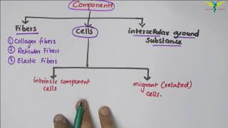 Connective Tissue  Basic Histology [upl. by Ijic]