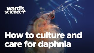 Caring and Culturing for Daphnia [upl. by Ponton995]