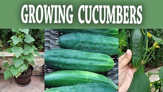 Compact Bush Cucumber  How To Grow Bush Slicer Cucumbers [upl. by Fates905]