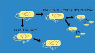 Bacterial Pathogenesis How Bacteria Cause Damage [upl. by Lenes728]