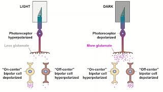 Receptive Fields and ONOFF Center Bipolar Cells [upl. by Nilyarg]