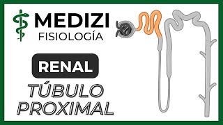 Fisiología Renal  Reabsorción y secreción tubular renal Túbulo Proximal IGdoctorpaiva [upl. by Akeimahs692]