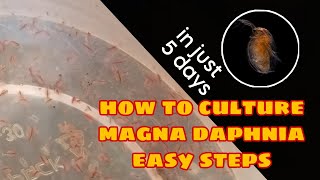 How to Culture Magna Daphnia Easily [upl. by Orabelle]