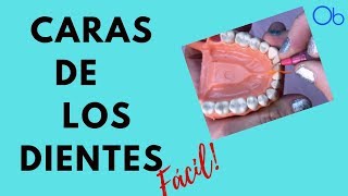 🦷 CARAS DE LOS DIENTES 👉 ¡fácil [upl. by Aniluap663]