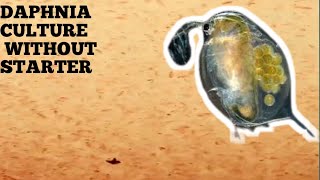 HOW TO CULTURE DAPHNIA NATURALLY WITHOUT A STARTER [upl. by Blight920]