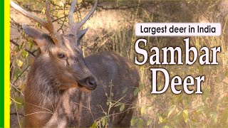 Largest deer in India  Sambar Deer  facts and details about Indian wildlife [upl. by Livy700]