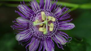 Passion Flower Passiflora incarnata [upl. by Okiron182]