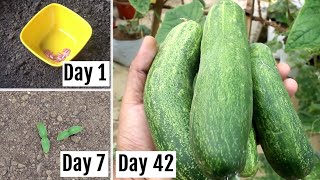 FASTEST Way to Grow Cucumbers at Home  Seeds to Harvesting 42 Days UPDATES [upl. by Yema]