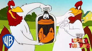 Looney Tuesdays  Iconic Characters Foghorn Leghorn  Looney Tunes  WB Kids [upl. by Drofniw854]