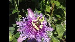 Passion Flower Identification Tincture amp Tea Preparation [upl. by Ecinaj]