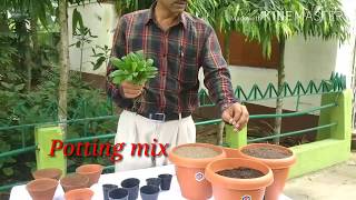 How to grow and care Bryophyllum  the miracle plant [upl. by Pandolfi738]