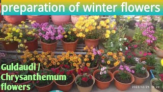 Secrets to Perfect Winter Guldaudi Plant Prep  Chrysanthemum plants Preparation [upl. by Slohcin364]