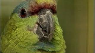 Amazon Parrots  Care amp Breeding  Part 1 Full [upl. by Aicemat]