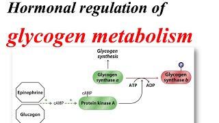 Glycogen metabolism regulation [upl. by Ohare]