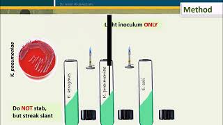 Simmons Citrate test [upl. by Roosnam284]