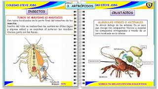 EXCRECIÓN EN ANIMALES INVERTEBRADOS [upl. by Ennovad]