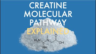 What is creatine and how does it work [upl. by Arin]