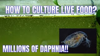 How to Culture Daphnia Secret Method to Breed MILLIONS  Simply Aquatic [upl. by Inaliak634]