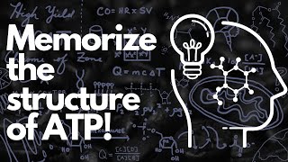 Biochemical Structure of ATP  MCAT [upl. by Inglis13]