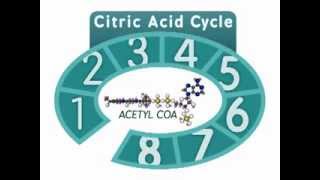 The Citric Acid Cycle An Overview [upl. by Middleton]