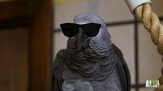 Meet Santos The Rapping Potty Mouth Parrot [upl. by Niveg]