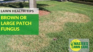 How To Prevent Brown Patch Fungus in St Augustine Grass [upl. by Eikkin]