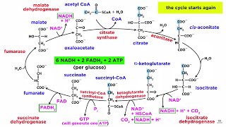 Cellular Respiration Part 2 The Citric Acid Cycle [upl. by Annyahs]