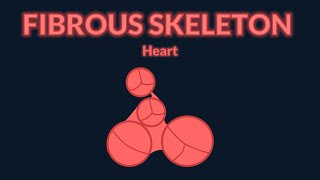 Heart  The fibrous skeleton [upl. by Nasia]