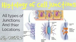 histology of cell junctions [upl. by Olegna]