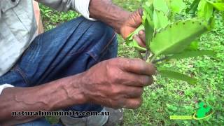 Leaf of life Bryophyllum pinnatum [upl. by Niamor237]