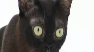 Burmese Cats 101 Animal Planet [upl. by Wadell]