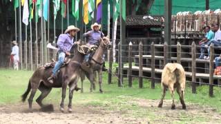 3 Solo Mulas Vaqueras 2015 [upl. by Laroc]