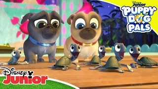 🐢 Sea No Turtle  Puppy Dog Pals  Disney Kids [upl. by Hegarty]