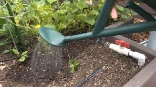 How to Water Cucumber Plants  Cucumber Gardening [upl. by Aenahs67]