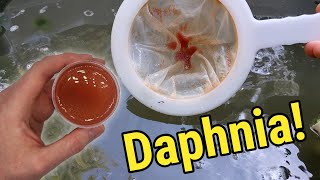 How I Culture Daphnia In Outdoor Tubs [upl. by Cohe]