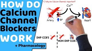 How do Calcium Channel Blockers Work Pharmacology [upl. by Iztim]