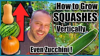 How to Grow Squash VerticallyEVEN ZUCCHINI Small Space Gardening [upl. by Jephum801]