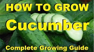 How to Grow Cucumbers  Complete Growing Guide [upl. by Portwine789]