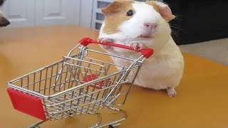 Guinea Pigs Cute and Funny Moments [upl. by Savior]