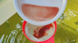 How to culture daphnia  Daphnia culture  How to grow daphnia outdoor [upl. by Ailisec493]