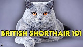 British Shorthair Cat 101  Learn EVERYTHING About Them [upl. by Loveridge]