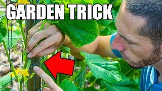 This SIMPLE Garden TIP Will Get You MORE CUCUMBERS [upl. by Lilian]