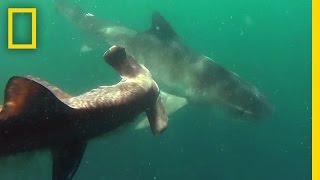 Tiger Shark vs Hammerhead Shark  National Geographic [upl. by Leveroni]