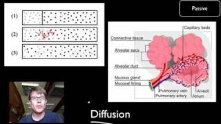 Transport Across Cell Membranes [upl. by Gweneth]