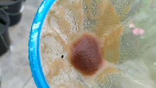 How to culture daphnia moina in a small container Part 1 English Subtitle [upl. by Sisson]