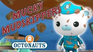 Octonauts  Mucky Mudskippers  Troublesome Creatures [upl. by Ziana]